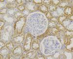 SLC8B1 Antibody in Immunohistochemistry (Paraffin) (IHC (P))