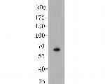 SLC8B1 Antibody in Western Blot (WB)