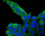 SDF1 Antibody in Immunocytochemistry (ICC/IF)