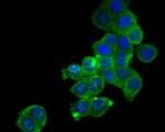 SDF1 Antibody in Immunocytochemistry (ICC/IF)