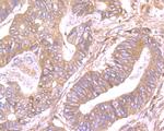 SDF1 Antibody in Immunohistochemistry (Paraffin) (IHC (P))