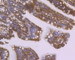 SDF1 Antibody in Immunohistochemistry (Paraffin) (IHC (P))