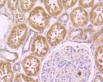 SDF1 Antibody in Immunohistochemistry (Paraffin) (IHC (P))