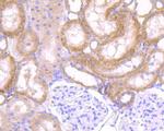 SDF1 Antibody in Immunohistochemistry (Paraffin) (IHC (P))