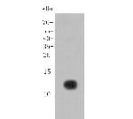 SDF1 Antibody in Western Blot (WB)