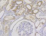 IL-17A Antibody in Immunohistochemistry (Paraffin) (IHC (P))