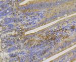 IL-17A Antibody in Immunohistochemistry (Paraffin) (IHC (P))