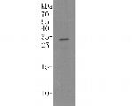 IL-17A Antibody in Western Blot (WB)