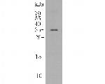 IL-17A Antibody in Western Blot (WB)