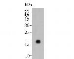 IL-17A Antibody in Western Blot (WB)