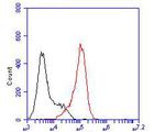 KCNN2 Antibody in Flow Cytometry (Flow)