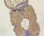 YARS2 Antibody in Immunohistochemistry (Paraffin) (IHC (P))