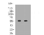 OXPAT Antibody in Western Blot (WB)