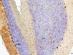 MTR Antibody in Immunohistochemistry (Paraffin) (IHC (P))