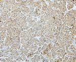 MTR Antibody in Immunohistochemistry (Paraffin) (IHC (P))