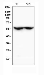 CYP2C19 Antibody in Western Blot (WB)