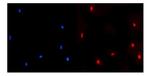 NUP214 Antibody in Immunocytochemistry (ICC/IF)