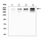 NUP214 Antibody in Western Blot (WB)