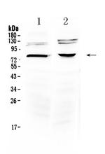 DVL3 Antibody in Western Blot (WB)