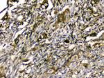 SIRT4 Antibody in Immunohistochemistry (Paraffin) (IHC (P))