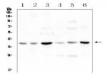 SIRT4 Antibody in Western Blot (WB)