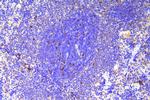 SCN11A Antibody in Immunohistochemistry (Paraffin) (IHC (P))