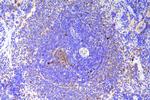 SCN11A Antibody in Immunohistochemistry (Paraffin) (IHC (P))