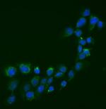 SEMA3B Antibody in Immunocytochemistry (ICC/IF)