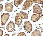 PEF1 Antibody in Immunohistochemistry (Paraffin) (IHC (P))