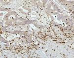 PEF1 Antibody in Immunohistochemistry (Paraffin) (IHC (P))