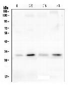 PEF1 Antibody in Western Blot (WB)