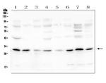 PEF1 Antibody in Western Blot (WB)