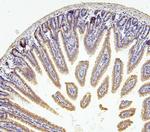 RNF169 Antibody in Immunohistochemistry (Paraffin) (IHC (P))