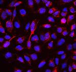 RBMS3 Antibody in Immunocytochemistry (ICC/IF)