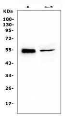 RBMS3 Antibody in Western Blot (WB)