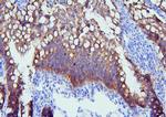 PYROXD1 Antibody in Immunohistochemistry (Paraffin) (IHC (P))