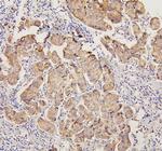 PYROXD1 Antibody in Immunohistochemistry (Paraffin) (IHC (P))