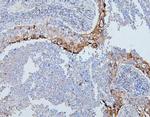 PYROXD1 Antibody in Immunohistochemistry (Paraffin) (IHC (P))