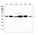 PYROXD1 Antibody in Western Blot (WB)