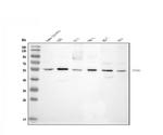 CCNA1 Antibody in Western Blot (WB)