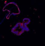 LYZ Antibody in Immunohistochemistry (Paraffin) (IHC (P))