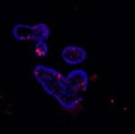 LYZ Antibody in Immunohistochemistry (Paraffin) (IHC (P))