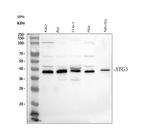 LYZ Antibody in Western Blot (WB)