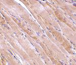 Emerin Antibody in Immunohistochemistry (Paraffin) (IHC (P))