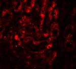 IL-17A Antibody in Immunohistochemistry (Paraffin) (IHC (P))