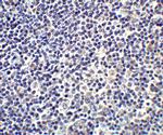 IL-17A Antibody in Immunohistochemistry (Paraffin) (IHC (P))