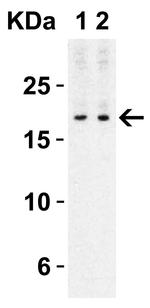 IL-17A Antibody in Western Blot (WB)