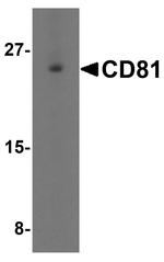 CD81 Antibody in Western Blot (WB)