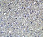 APOE Antibody in Immunohistochemistry (Paraffin) (IHC (P))