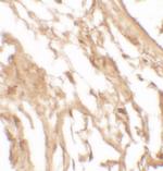 IL-37 Antibody in Immunohistochemistry (Paraffin) (IHC (P))